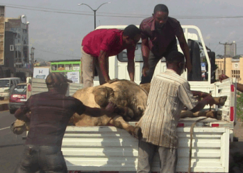 No One Is Above the Law: Even Cows Are Not Safe