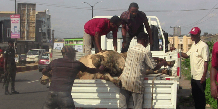 No One Is Above the Law: Even Cows Are Not Safe